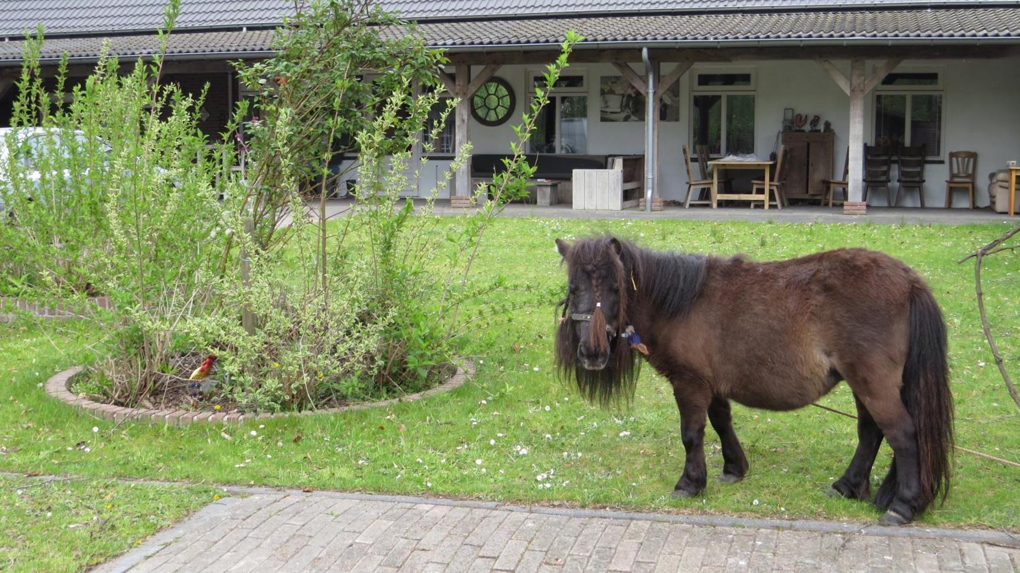 Camping Hoeveheikant